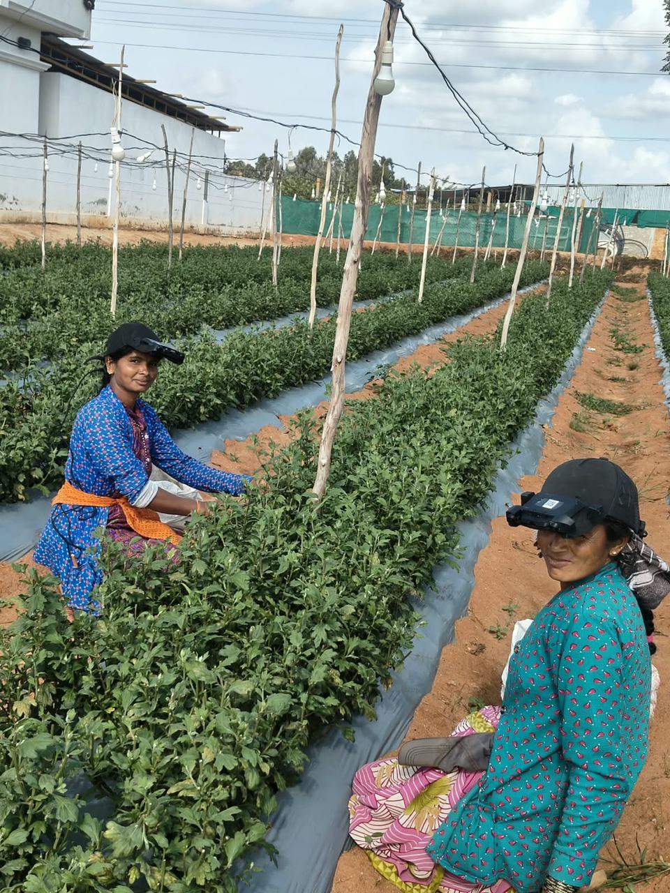 Agricultural workers wearing head-mounted cameras in a field